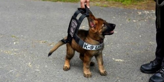 Tuco Anjing Polisi Yang Super Menggemaskan Merdeka Com