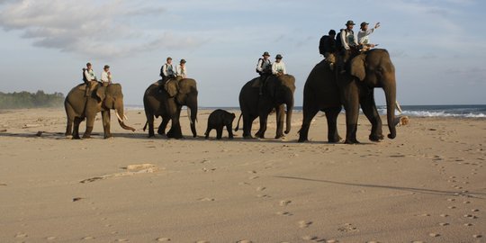 Dikeroyok kawanan gajah, seorang kakek di Jambi tewas