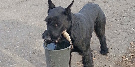 Cerita seekor anjing di Sulut rajin ikut ibadah di gereja