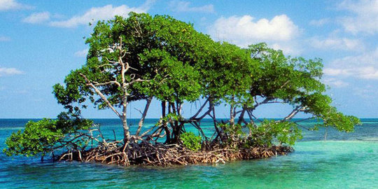 Menko Kemaritiman sebut mangrove Cilacap bisa dijual ke asing