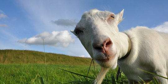 Video kambing ucapkan 'Apa? Apa?'