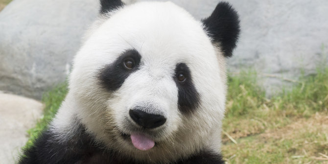 48 Gambar Hewan Panda Yang Cantik Gratis Terbaru