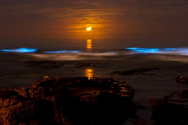 fenomena bioluminesensi di teluk halong vietnam