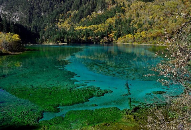 Mengintip pesona Danau Lima Bunga di China merdeka com