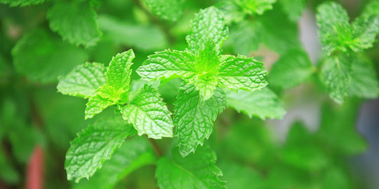 4 Manfaat daun mint untuk kesehatan