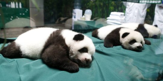 Lucunya bayi panda berumur 100 hari di Chimelong Safari Park