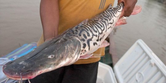 Berburu ikan lele penghuni Sungai Madre de Dios di Peru