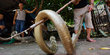 Le Mat, desa ular di Vietnam yang populer karena kuliner ekstrem