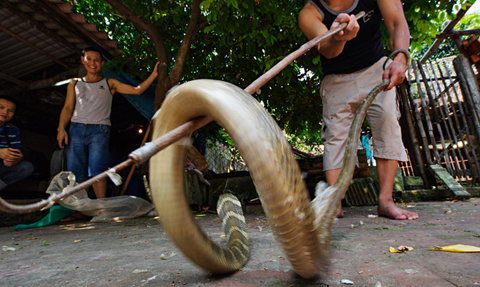 desa ular le mat vietnam