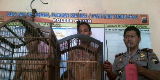 Tak punya uang buat beli rokok, Telo colong burung orang di kios