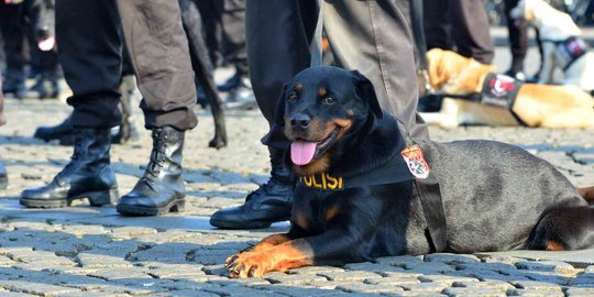 Dua anggota FPI digigit anjing pelacak saat demo Ahok