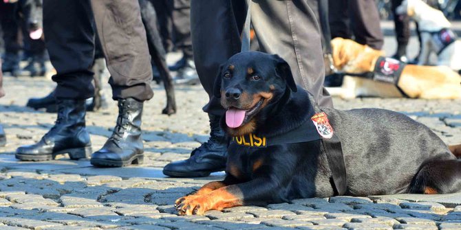 24++ Jenis anjing pelacak polisi indonesia ideas