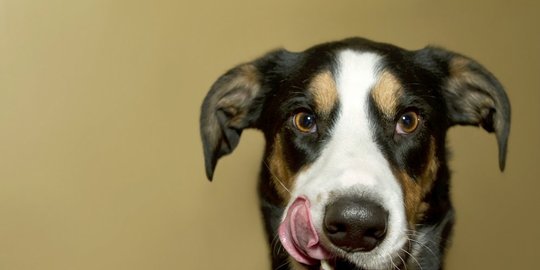 di balik lucunya hewan, 5 penyakit mengerikan ini mengintai