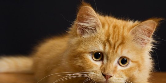 di balik lucunya hewan, 5 penyakit mengerikan ini mengintai