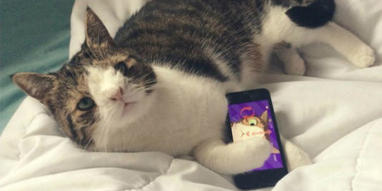 Monty Kucing Imut Yang Mirip Kelinci Merdeka Com