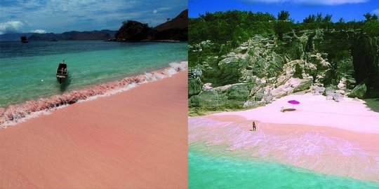 merah muda pulau komodo rev2
