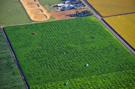 labirin cool patch pumpkins dixon california