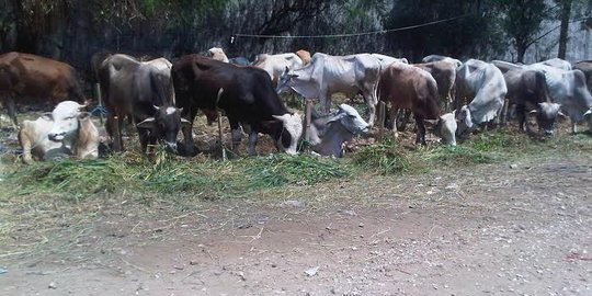 Curi sapi demi bayar utang, Satpam malah ketagihan nyuri lagi