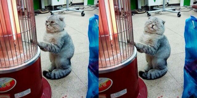 Bikin gemas kucing ini pose lucu  di depan penghangat 
