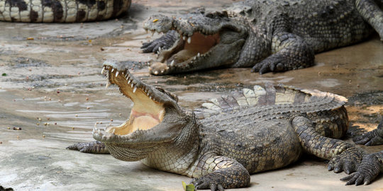 Buaya muara yang resahkan warga Aceh Jaya ditangkap