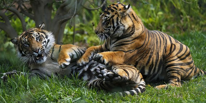  Hutan  beralih fungsi Harimau Jawa  di  Lebak semakin punah 