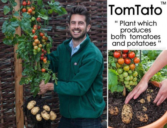 tomtato