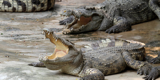 Buaya muara Aceh Jaya ditempatkan di dalam kandang burung