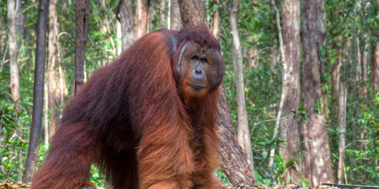 Orangutan di Rawa Tripa terancam karena hutan gambut dibakar