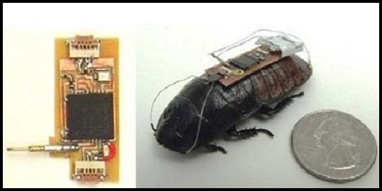 kecoa cyborg penyelamat korban bencana