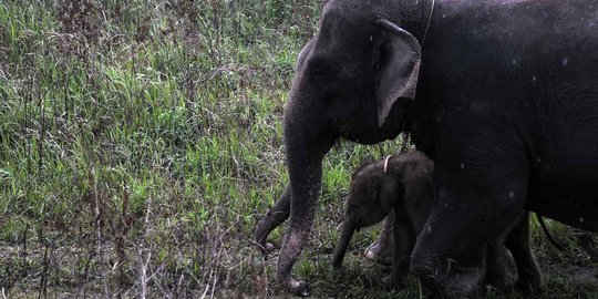 Kehidupan kawanan gajah Sumatera di Way Kambas