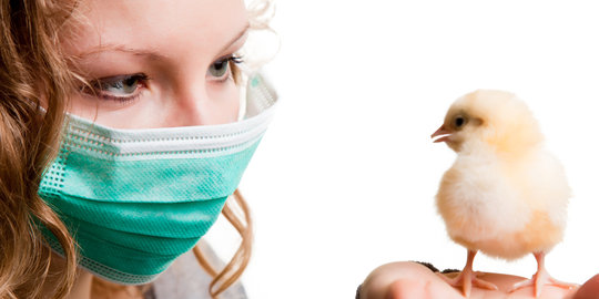 Kemenlu: Tidak ada WNI kena flu burung di Belanda