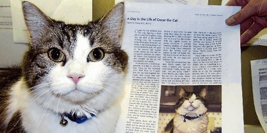 Oscar, kucing perawat yang bisa ramalkan kematian dengan akurat