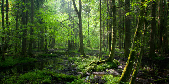 RI-Finlandia jalin kerja sama perlindungan hutan & teknologi