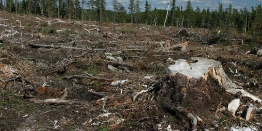 860.000 pohon ditebang, waduk Jatigede siap digenangi air 2015