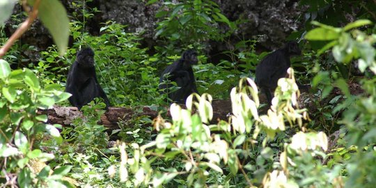 Warga Lebak diminta hentikan perburuan lutung ekor panjang