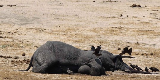 Gajah betina yang mati di Aceh Jaya diduga kesetrum