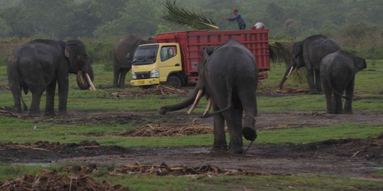 Lintasan rusak, 10 Gajah mengamuk ratakan kebun warga Aceh Jaya