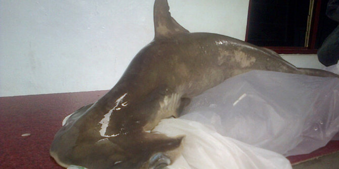 500 Koleksi Gambar Ikan Hiu Martil Gratis Terbaik