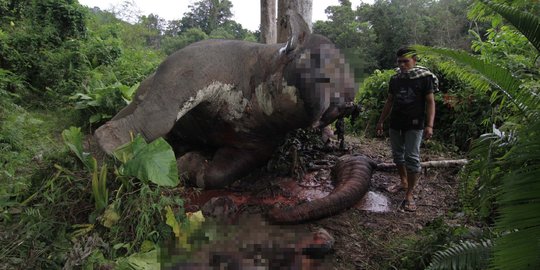 Ada mafia gading, puluhan gajah di Aceh mati dibantai