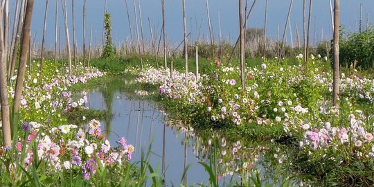 Keunikan kebun-kebun terapung di Danau Inle, Myanmar