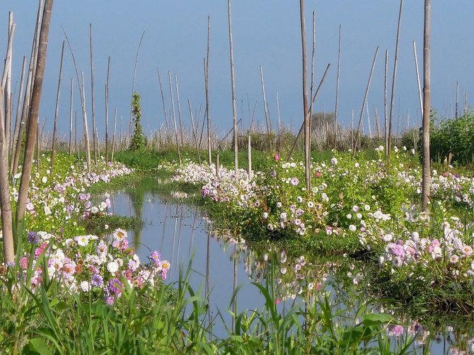 kebun terapung danau inle myanmar