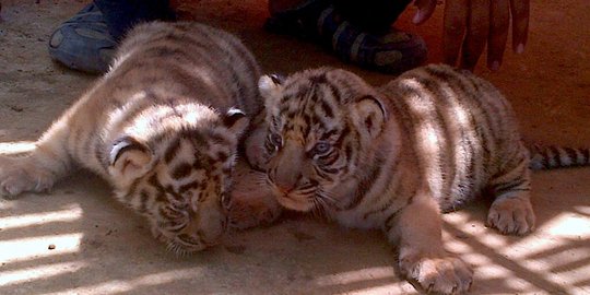 Lucunya bayi harimau Benggala di kebun binatang Semarang