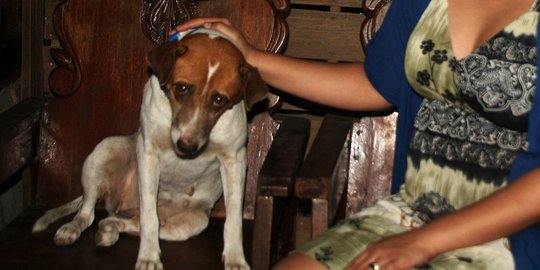 Setahun hilang akibat Haiyan, anjing ini kembali ke pemiliknya
