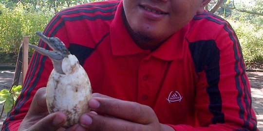 Puluhan telur si Kampret, buaya muara di Bonbin Semarang menetas