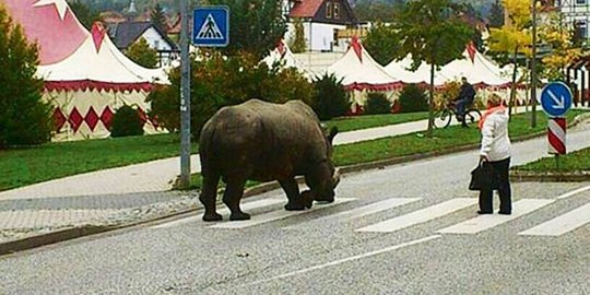 Badak seberat 2,5 ton 'mengamuk' di jalanan Jerman