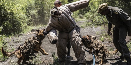 Tekan aksi perburuan liar, anjing-anjing ini dilatih bak tentara