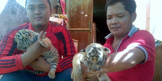 Disusui sang induk, bobot 'Ragilia' si bayi harimau naik 4,2 Kg