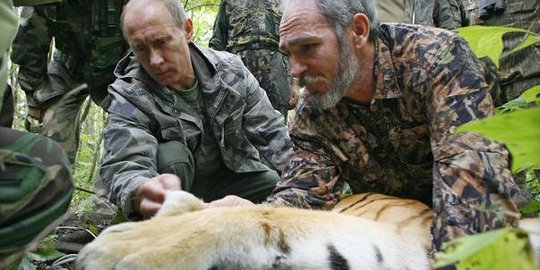 Harimau Putin bunuh 15 kambing di China