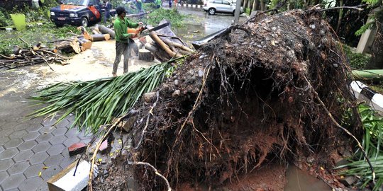 Hujan deras, pemulung tewas tertimpa pohon tumbang di Bekasi