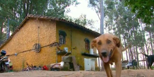 miskin anjing ini berjalan enam kilometer buat cari makan rev2